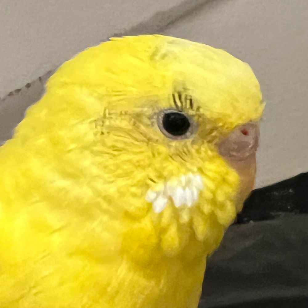 鳥の子