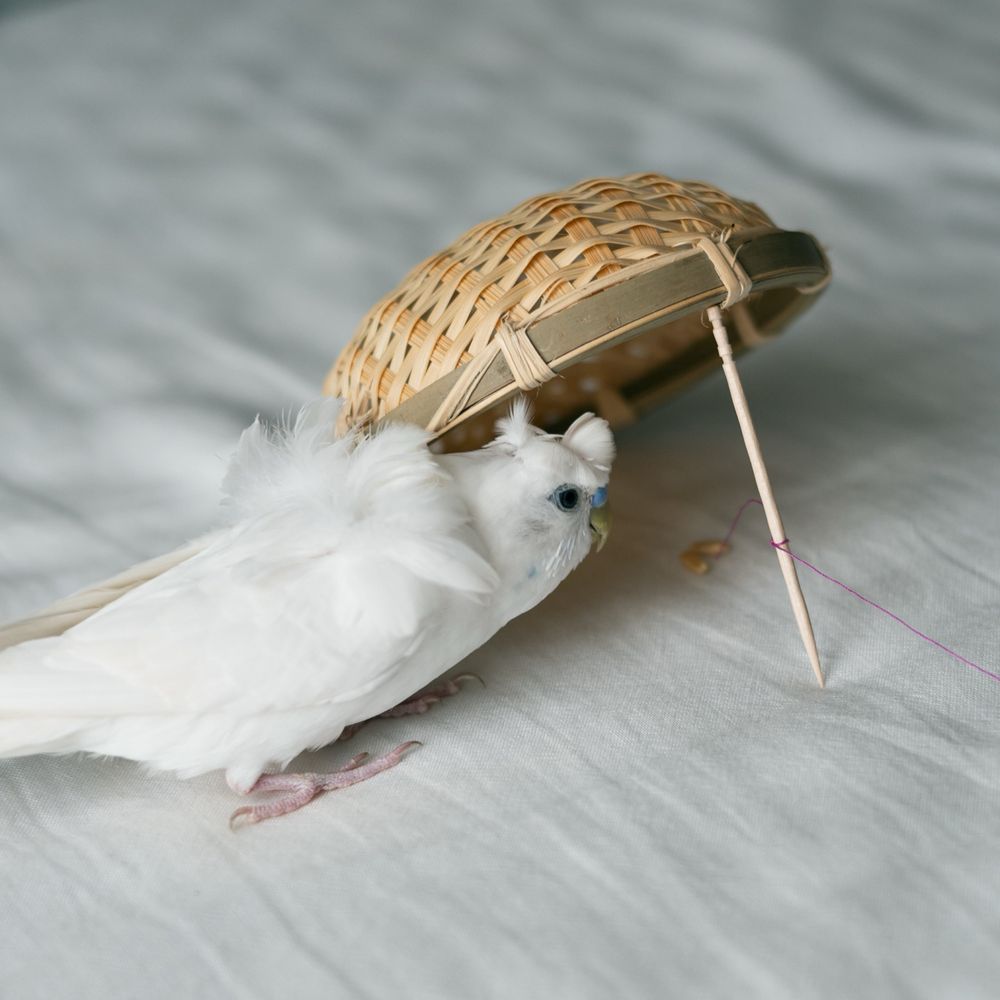 まやてぃ