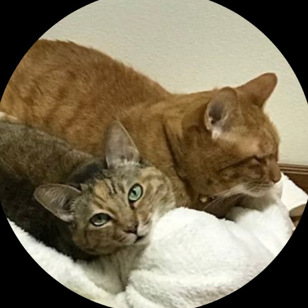 ゆうこねこねこ