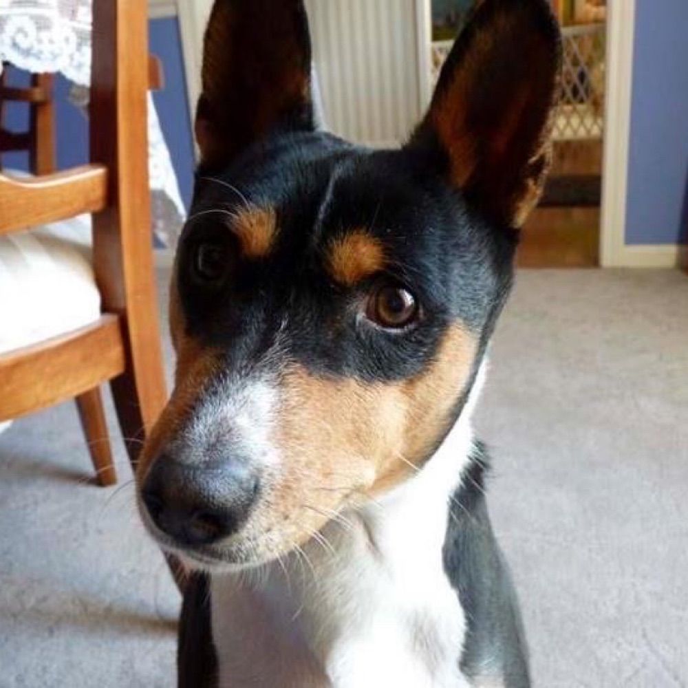Barklessdog