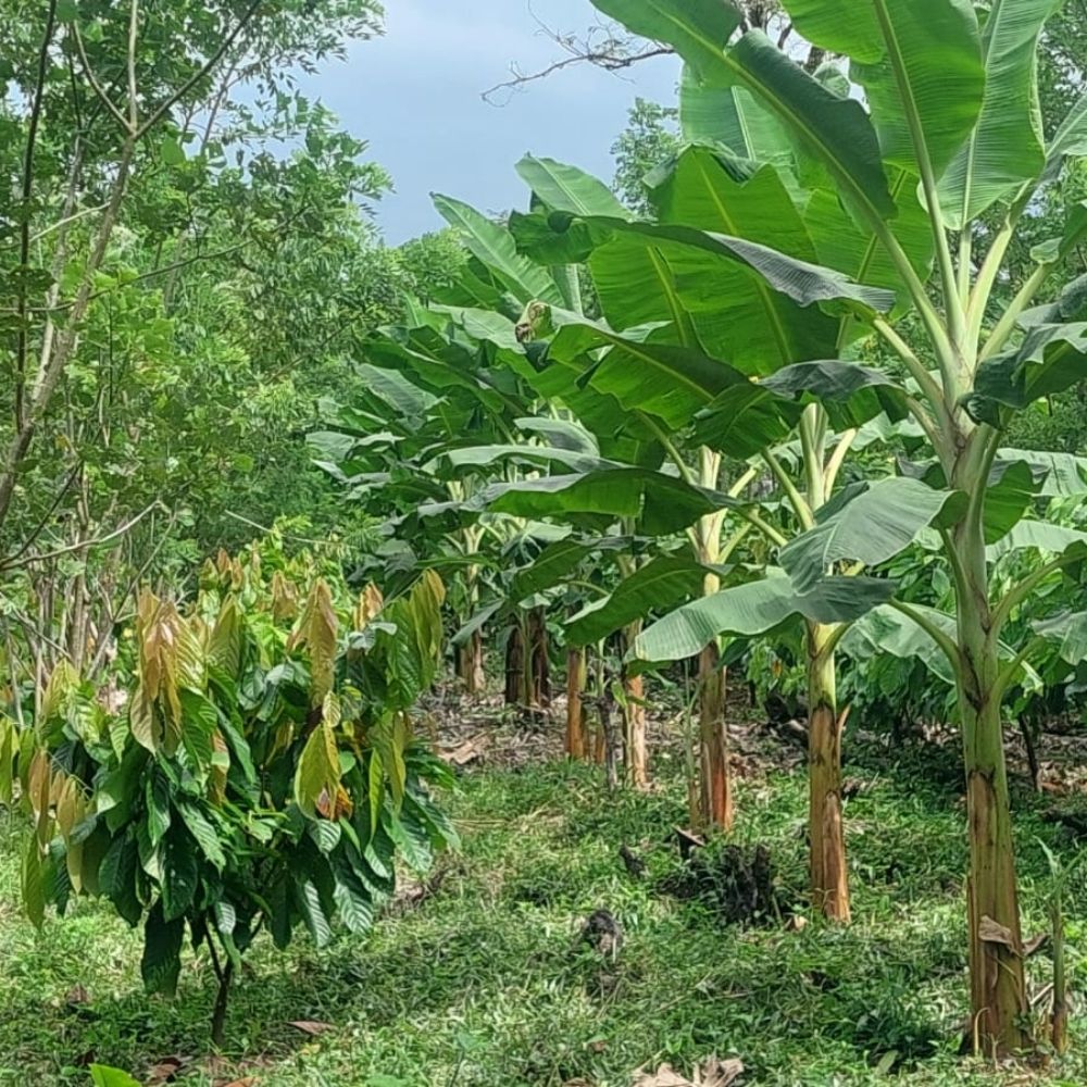 Agrícolas @ Universidad Veracruzana