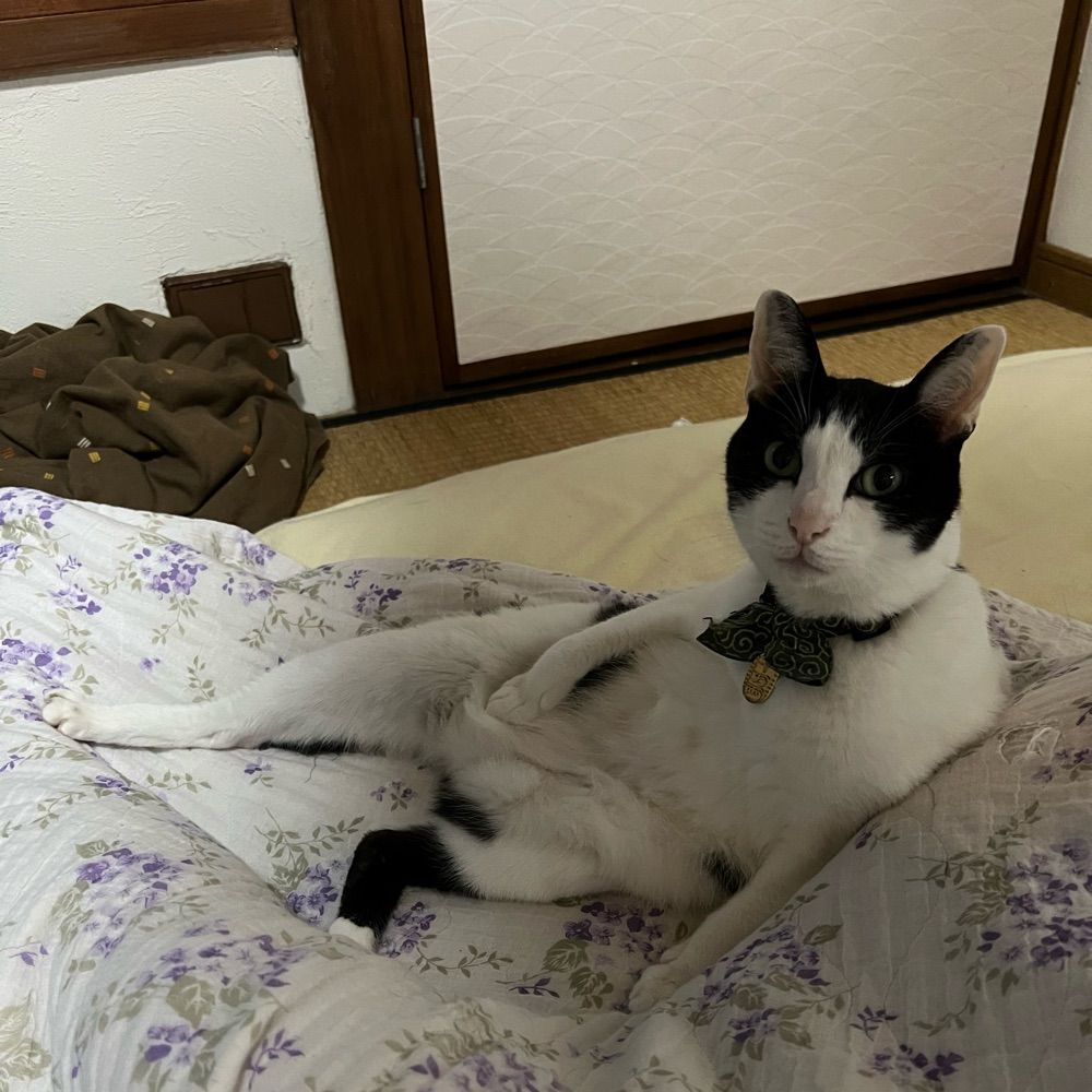 ごんだぬき