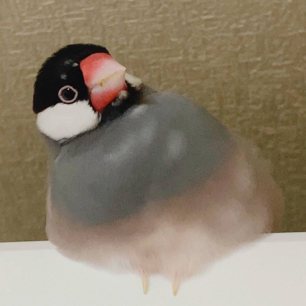 さくら