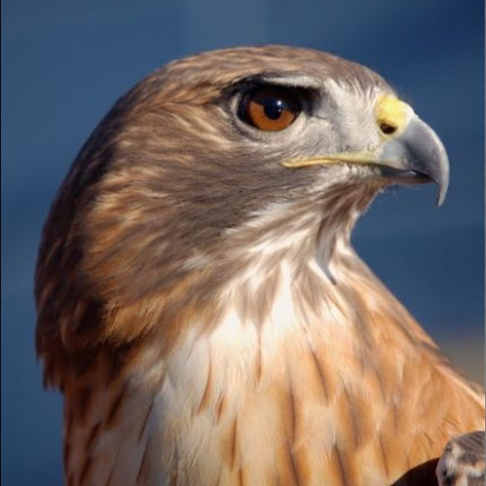 hawk_81_
