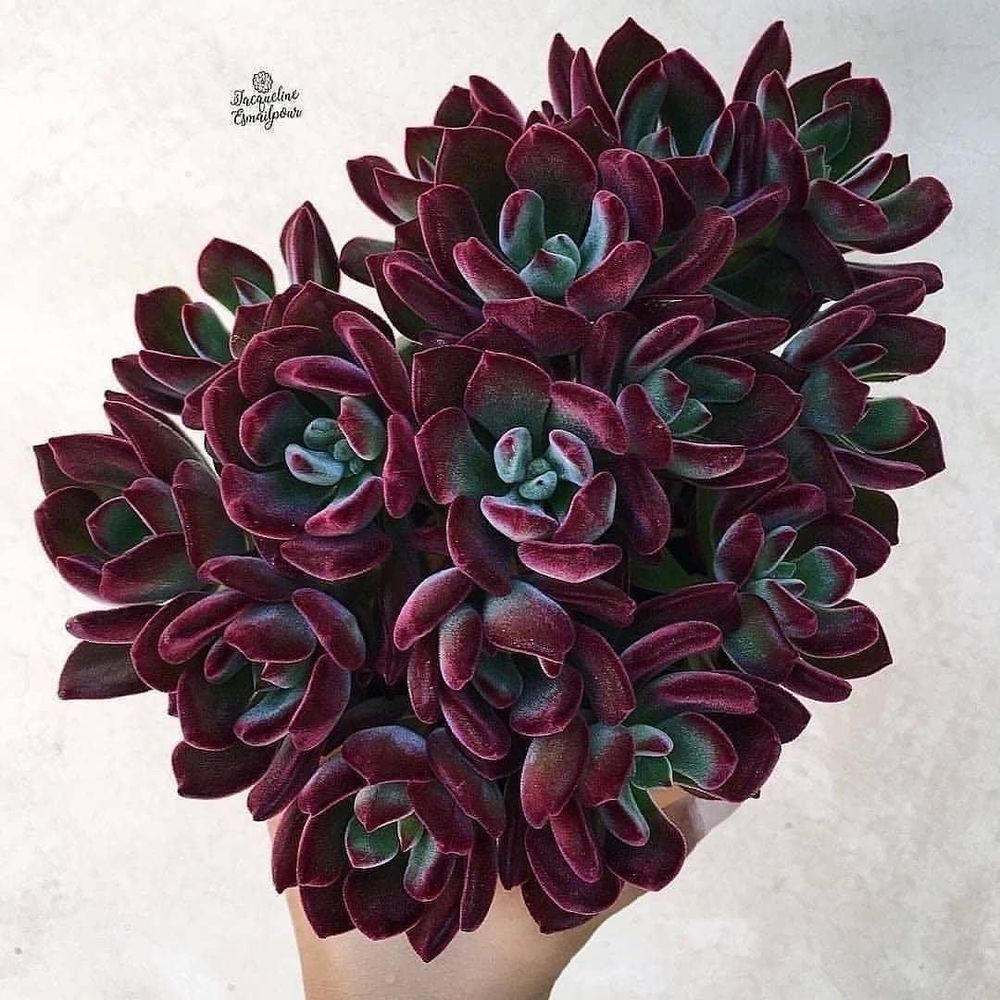 Nath Flo-Boza
