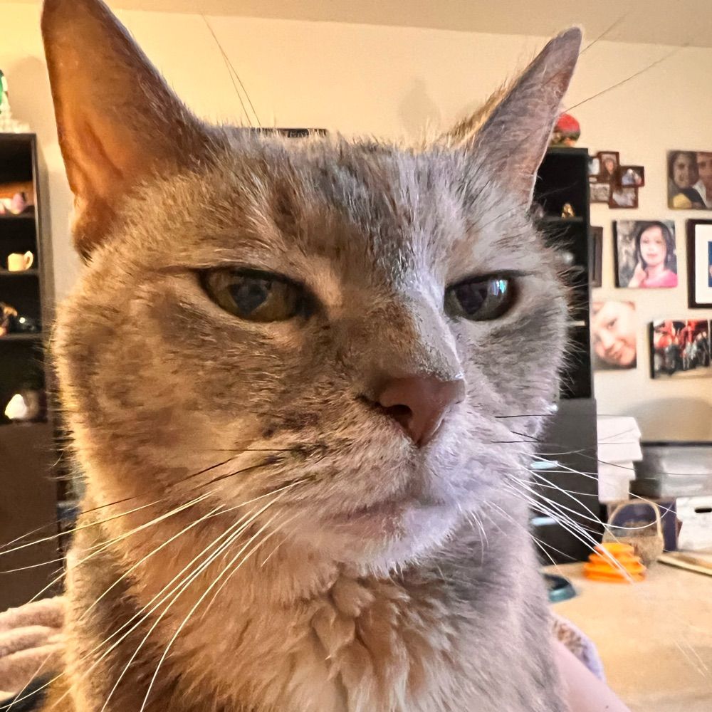 Minerva is judging you