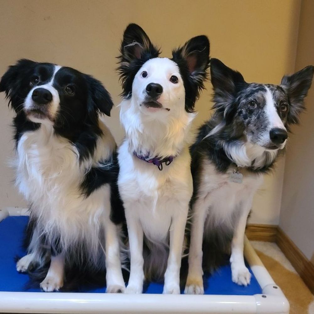 Border Collies Against Dystopia 🇨🇦🍁