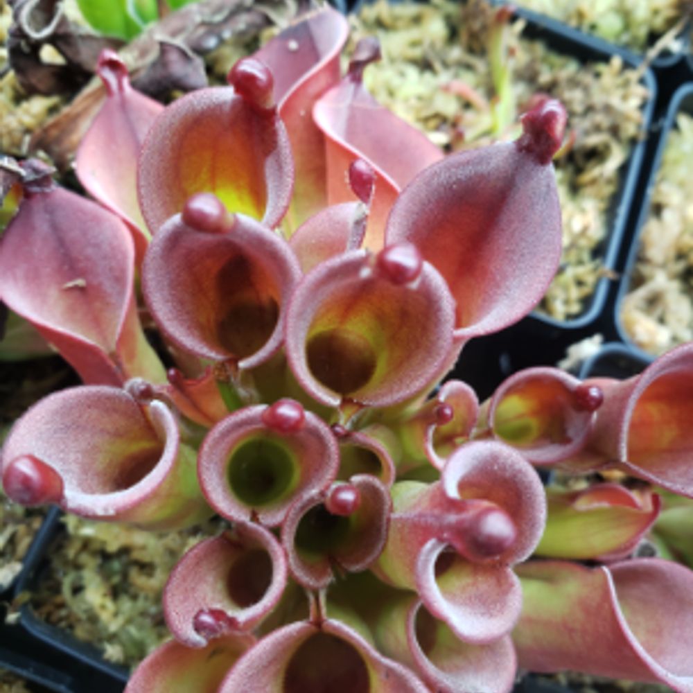 Carnivorous Plants