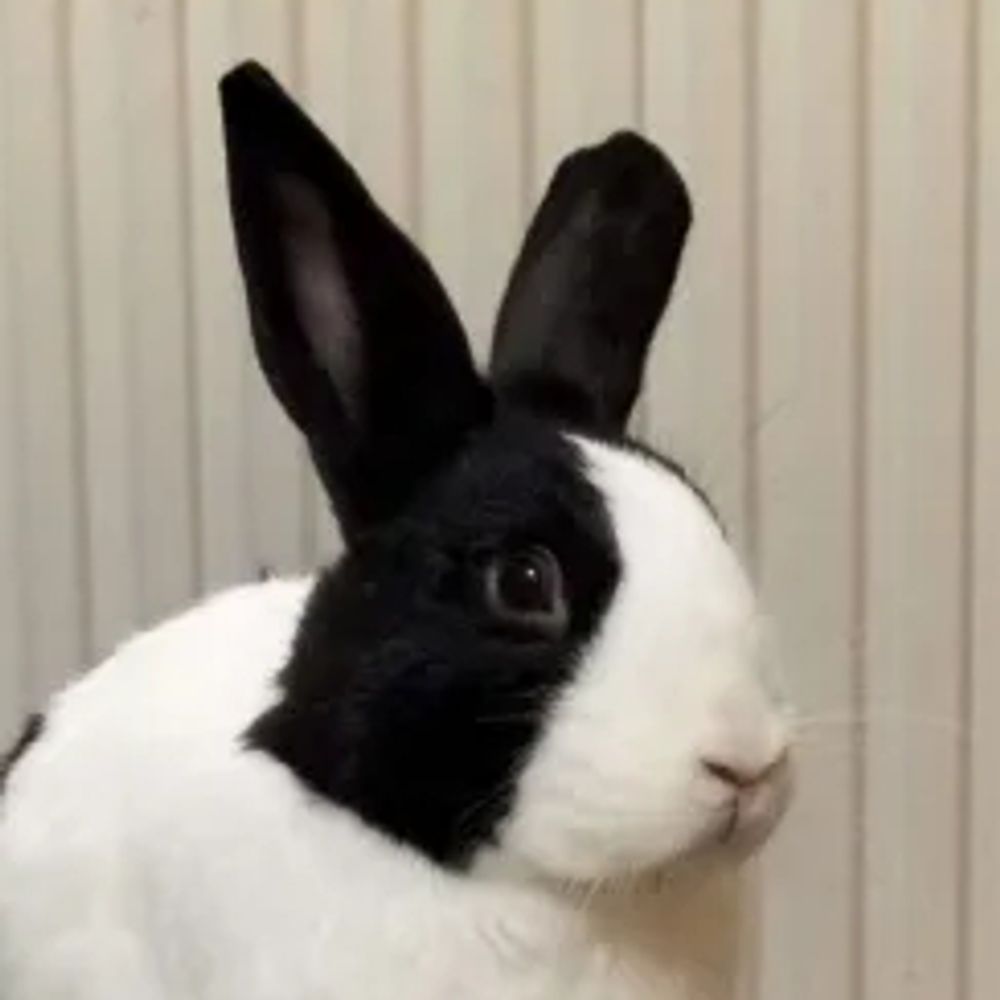 Bunny