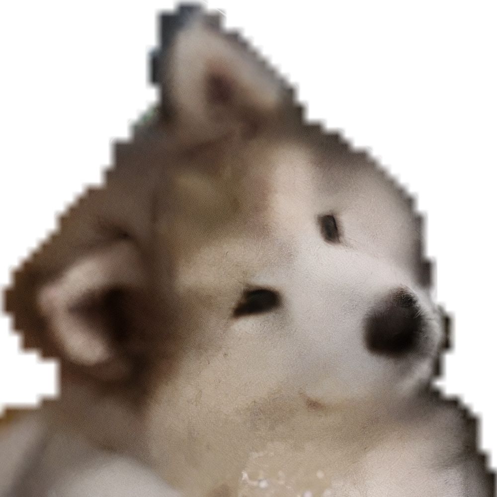 ً@ACuteDoggi