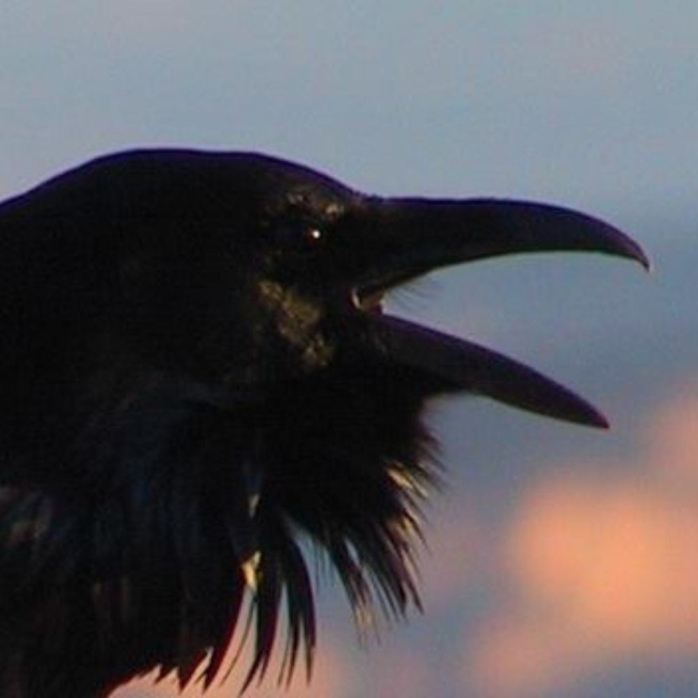Lorrie Wood (Clewara Hedwi)