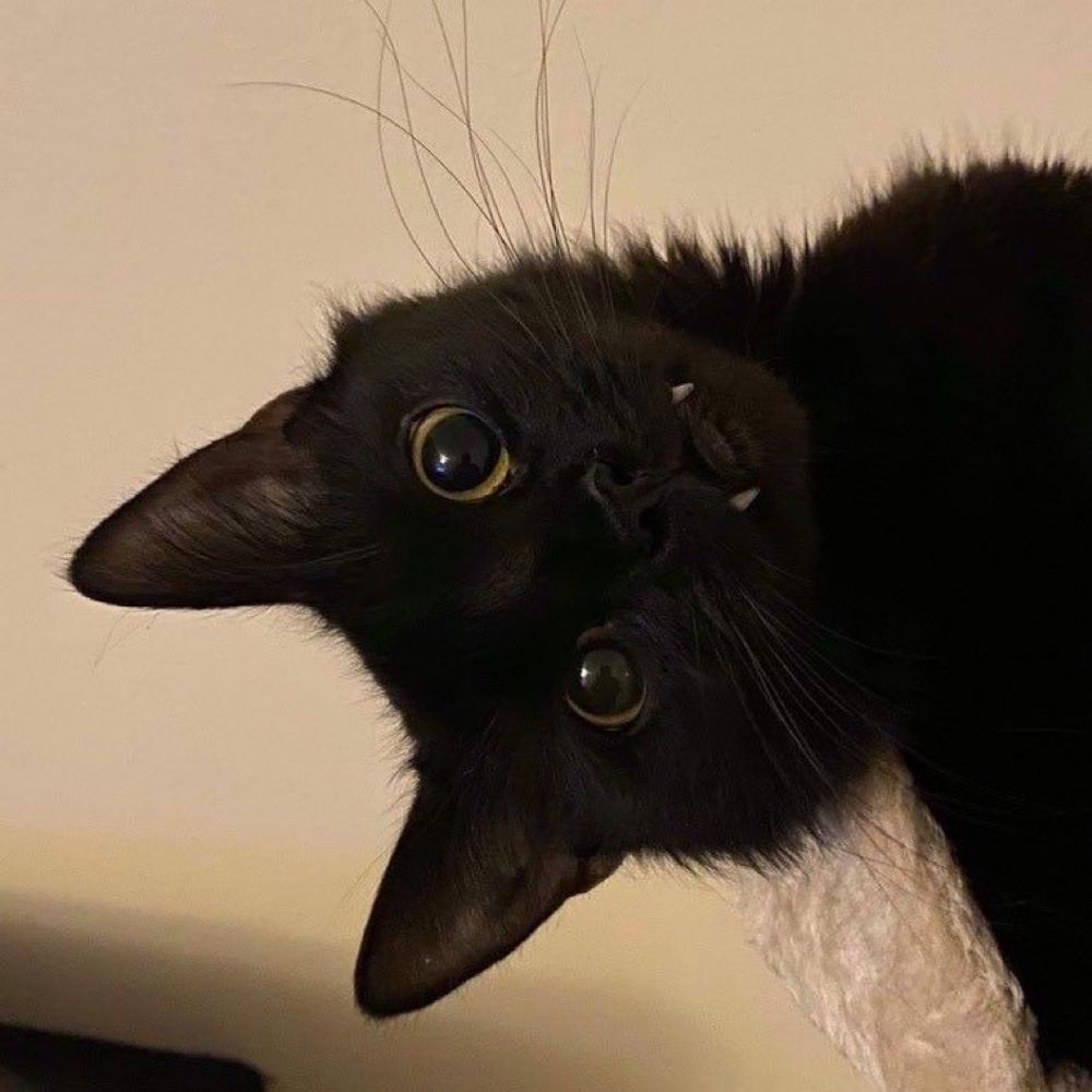 깜고 🐈‍⬛