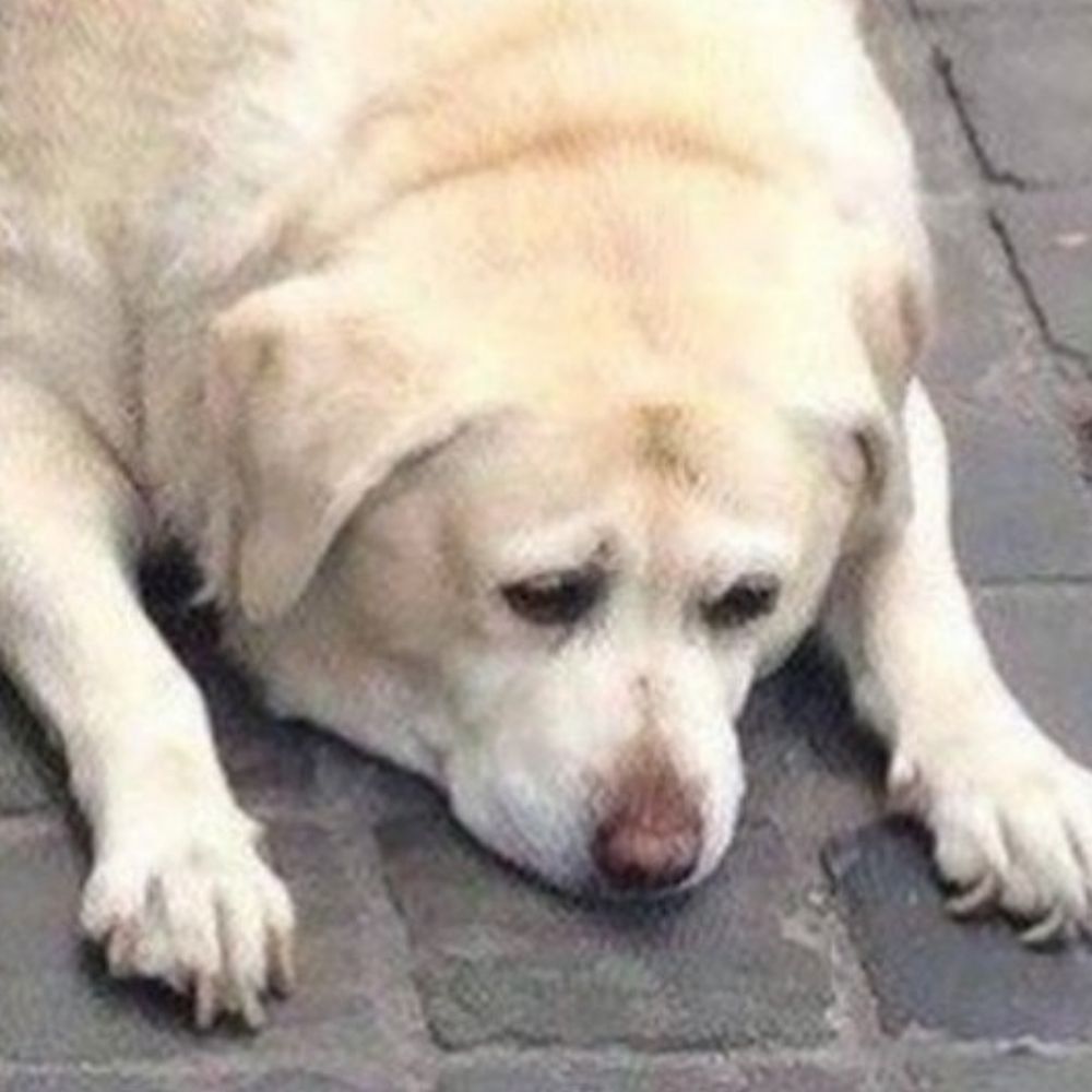 パンの犬