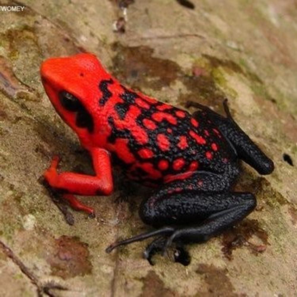 Just a frog