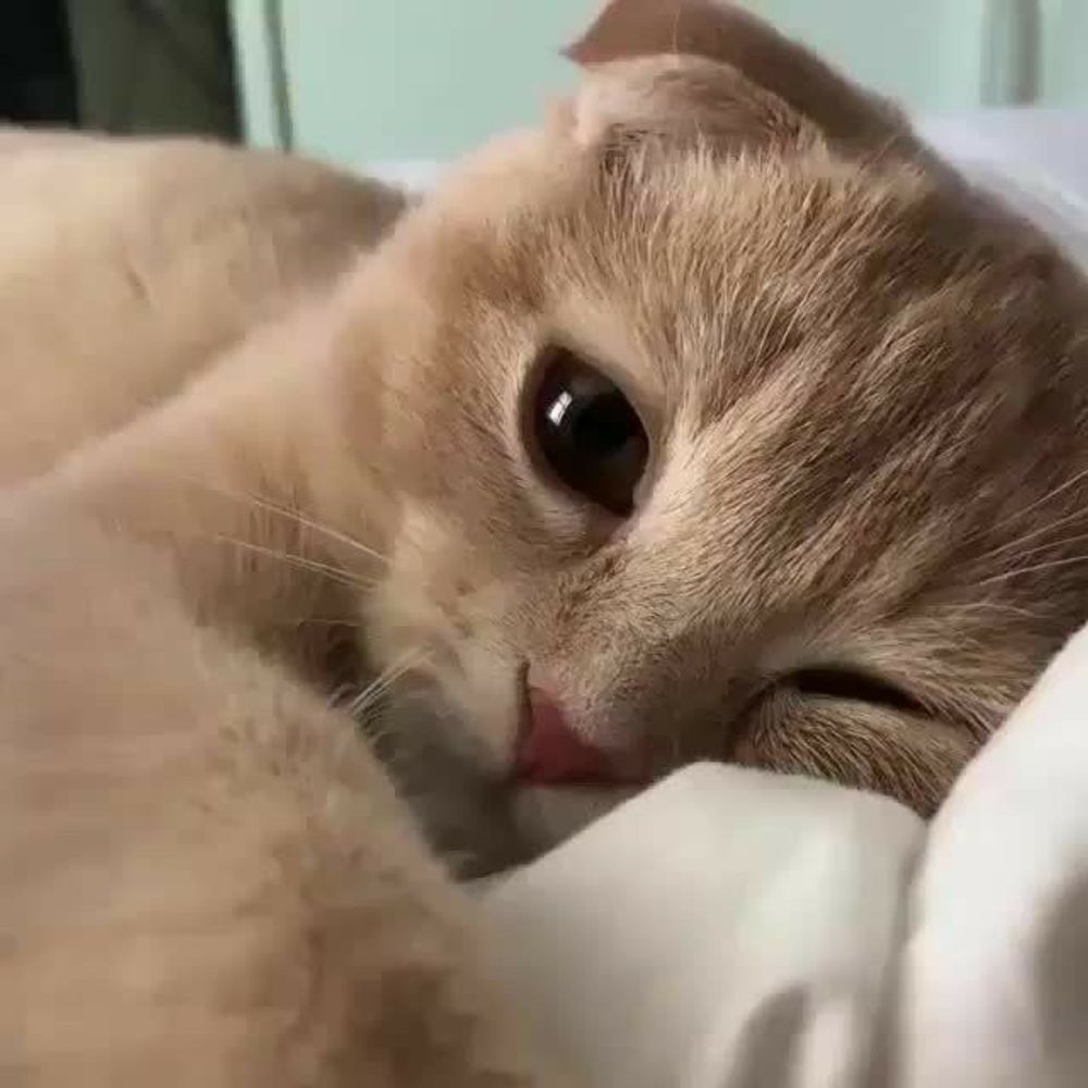 Rubi