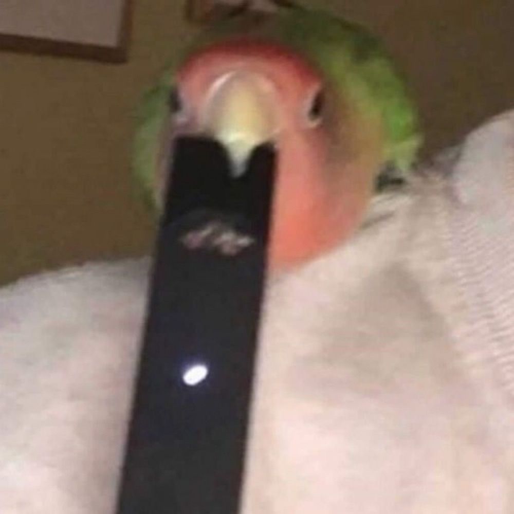 🐛