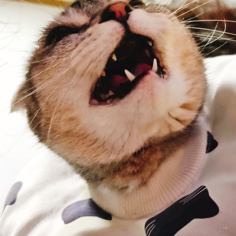 Bee_bean