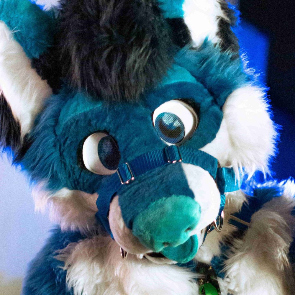 Rou Husky
