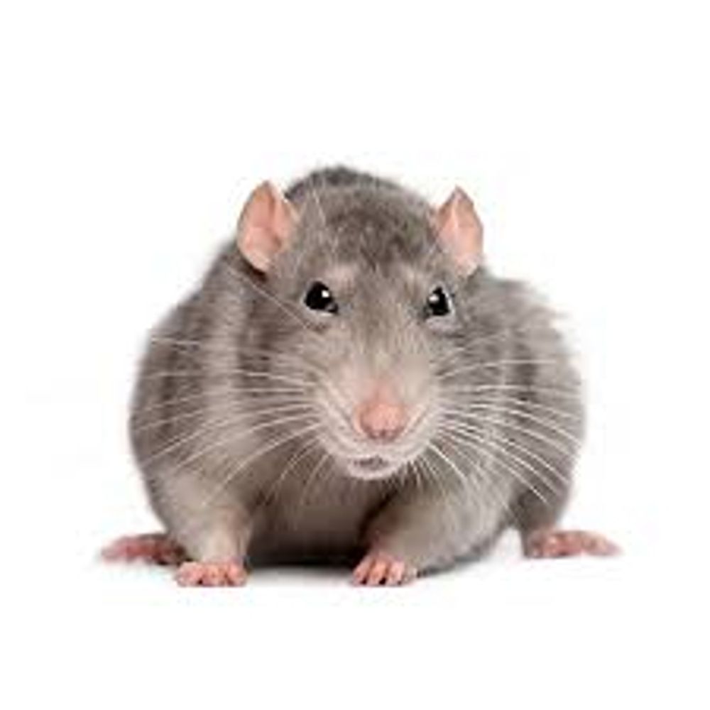Rat