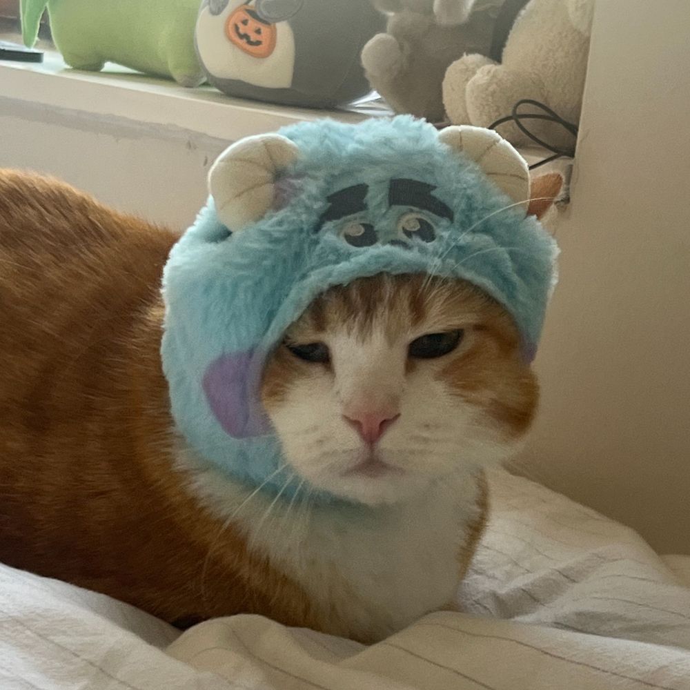 Kiran the Cat