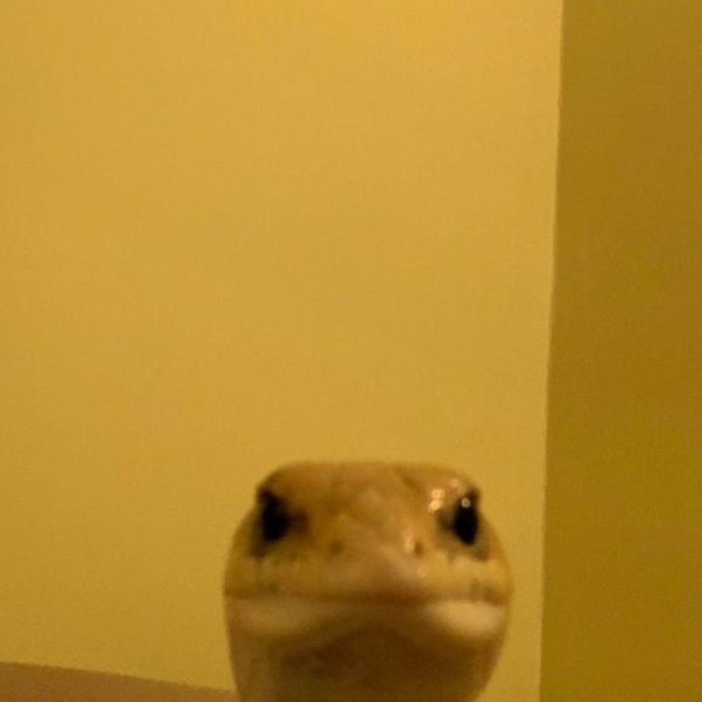 lel flipper