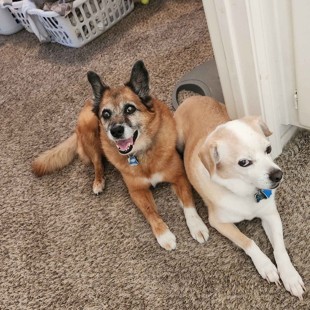 Jared, Truly TLC Pet Sitting