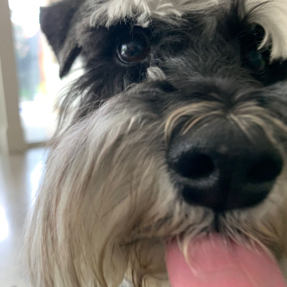Bruno Schnauzer