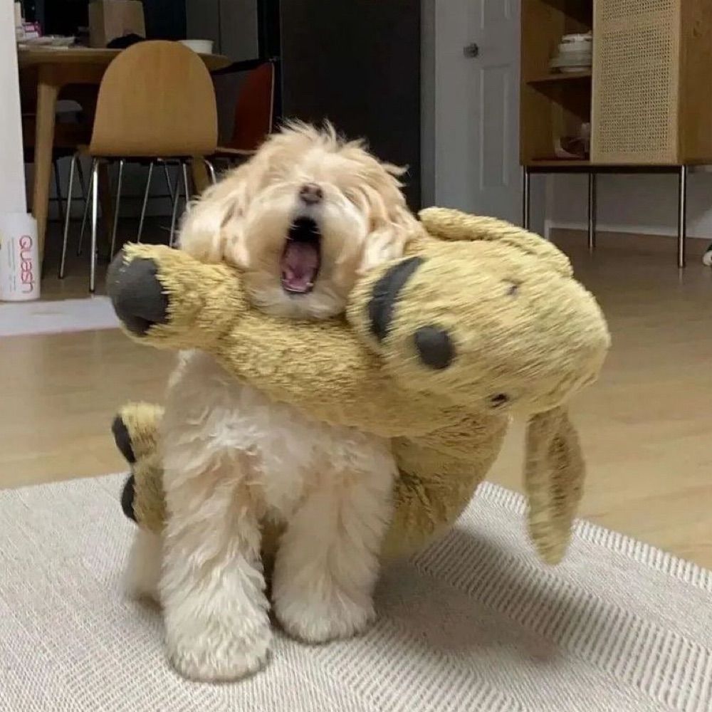 𝓳🐕‍🦺