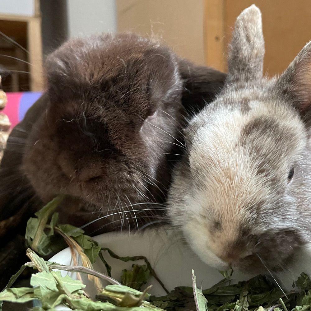 🐰Maisie and Rocky 🐰