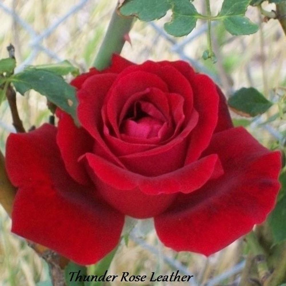  Thunder Rose (Debbie)