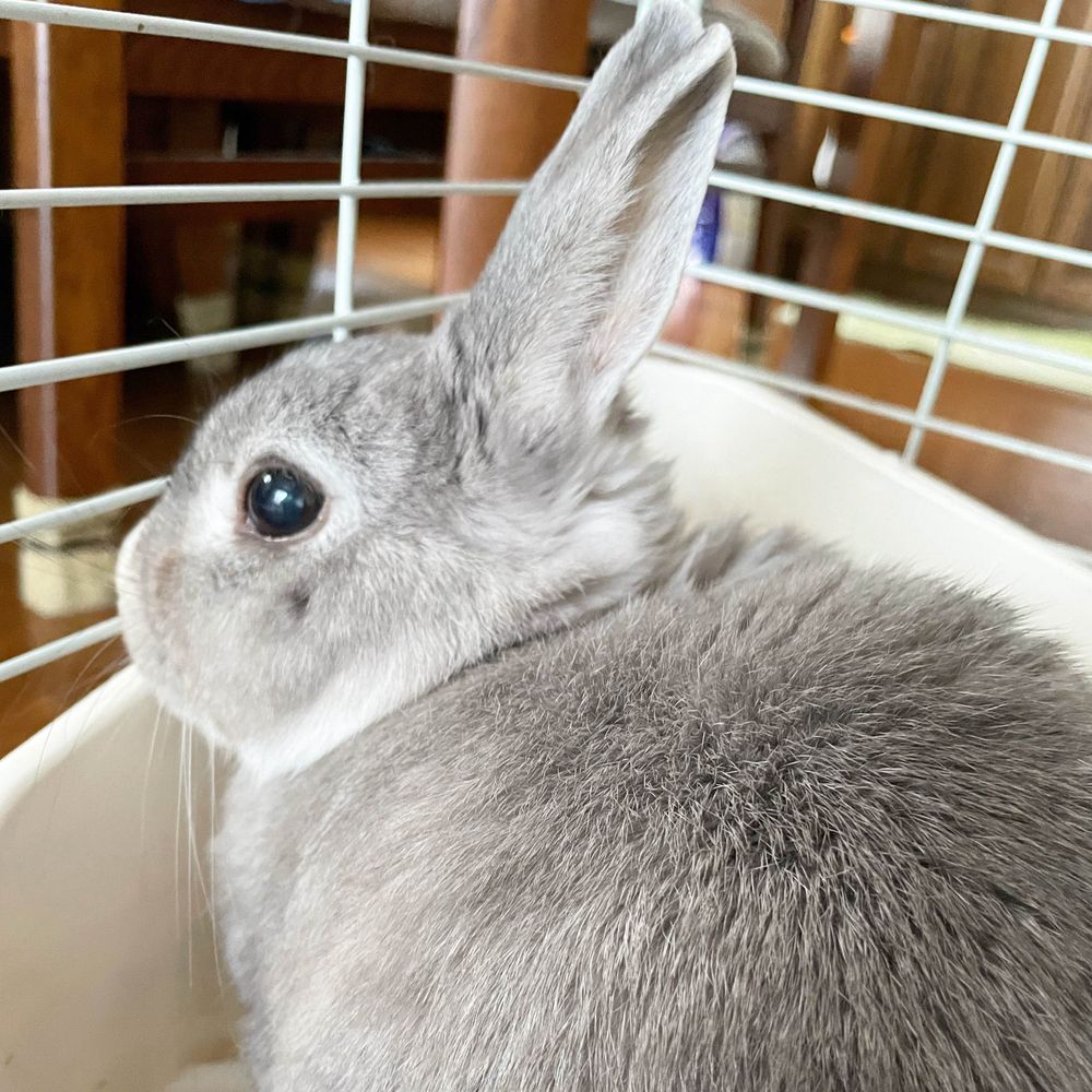 yuki