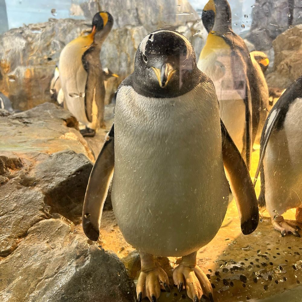 びびけ