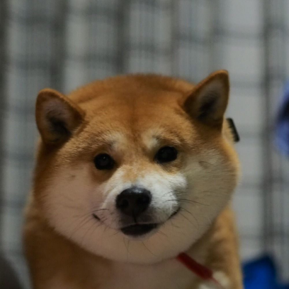 柴犬