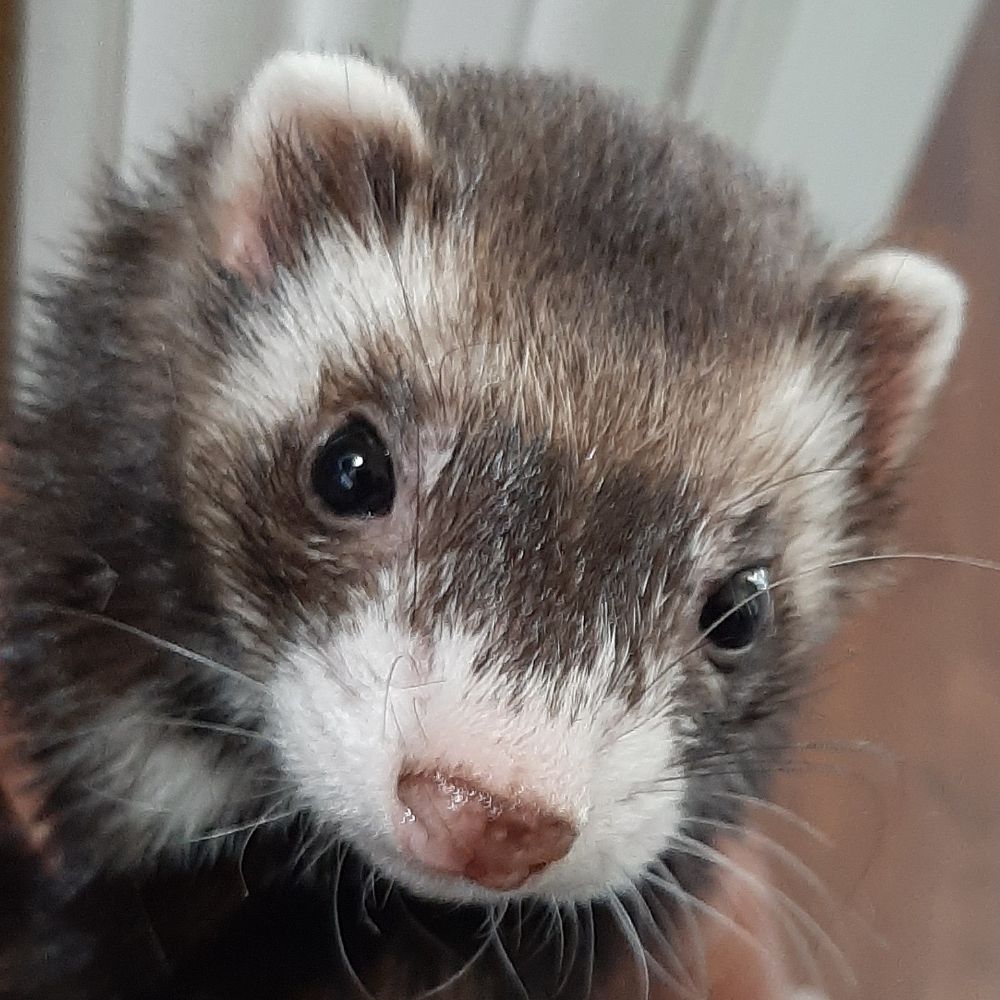 meidasferret.bsky.social