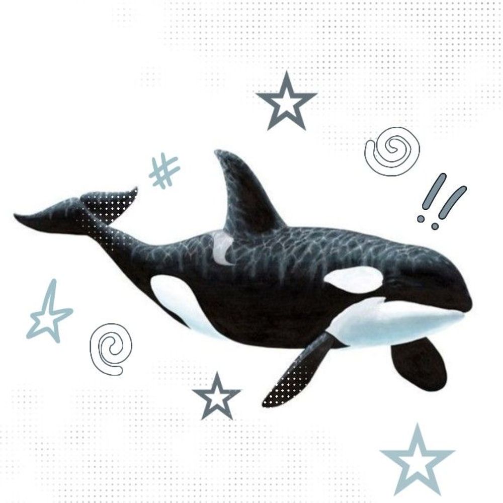 orca lover