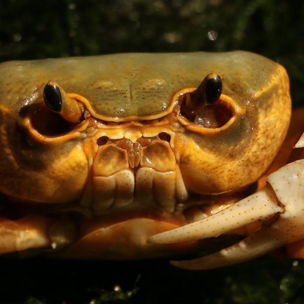 crabby g