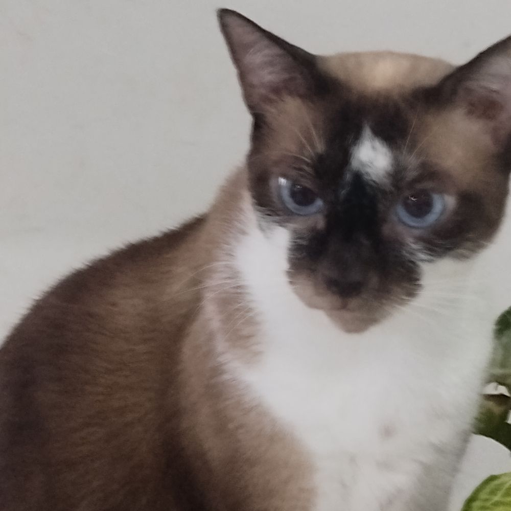 Britinha