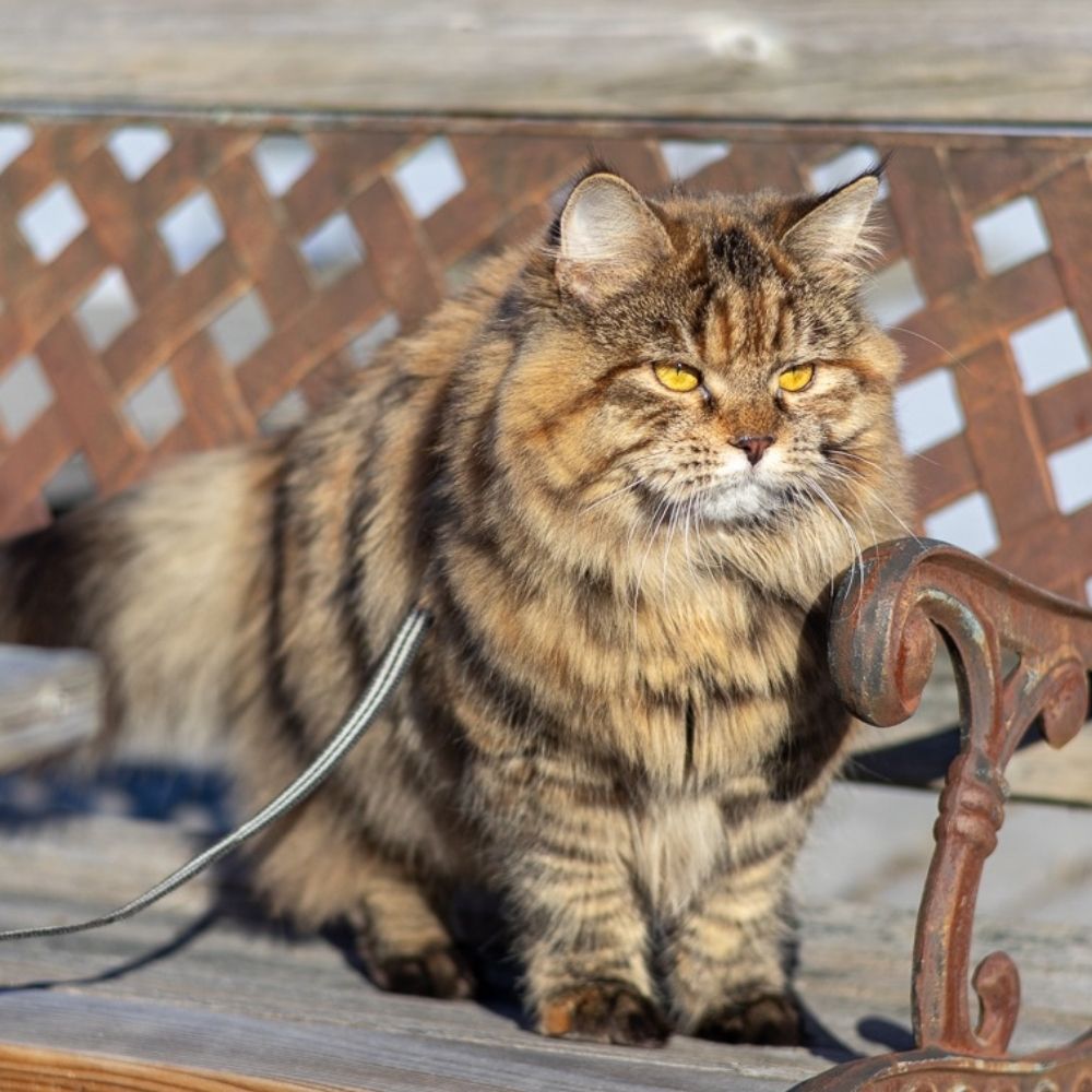 JustKittying