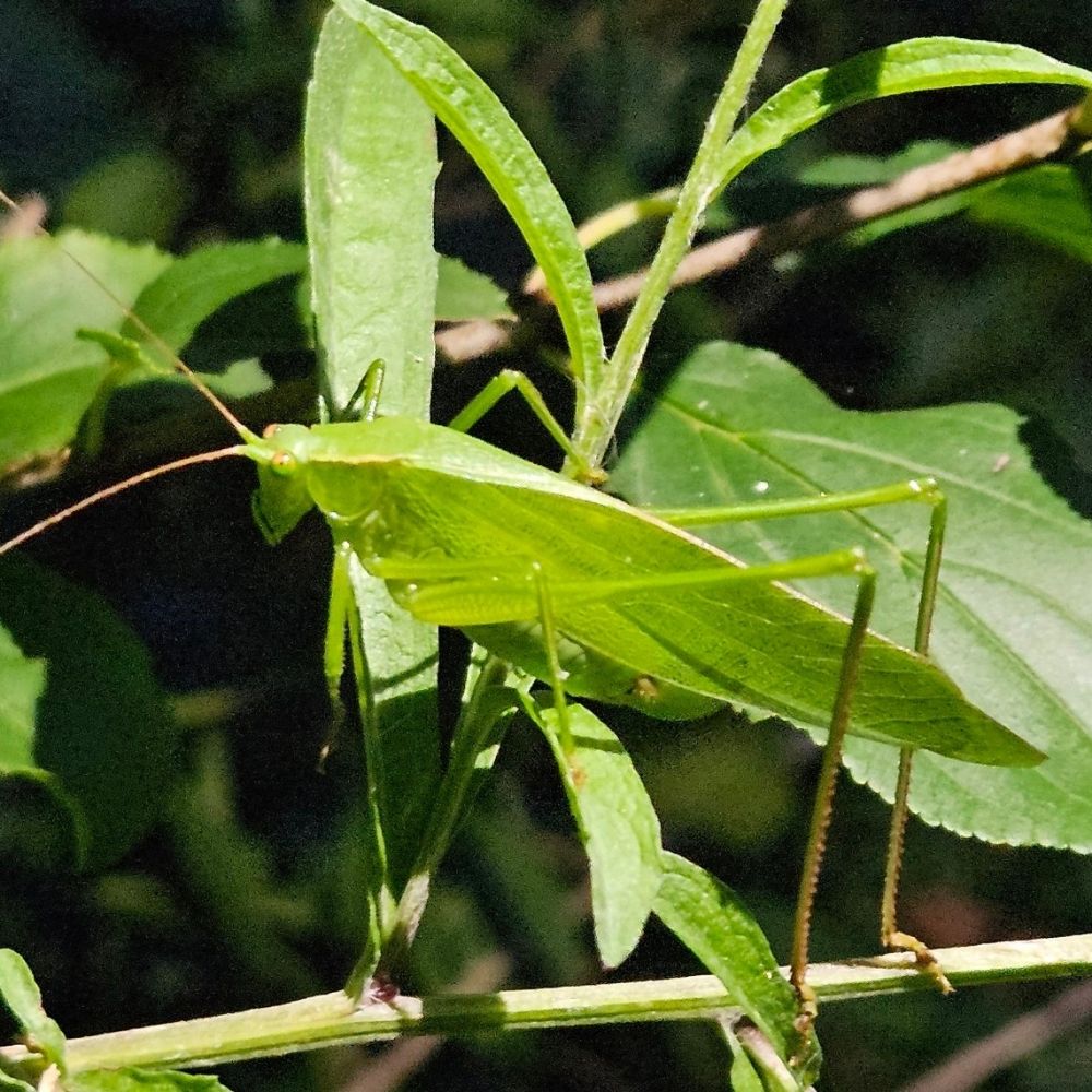 Comrade Katydid