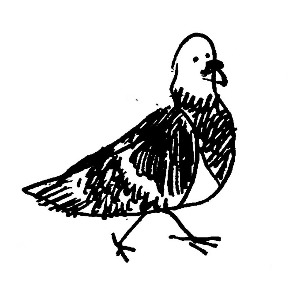 Butternut
