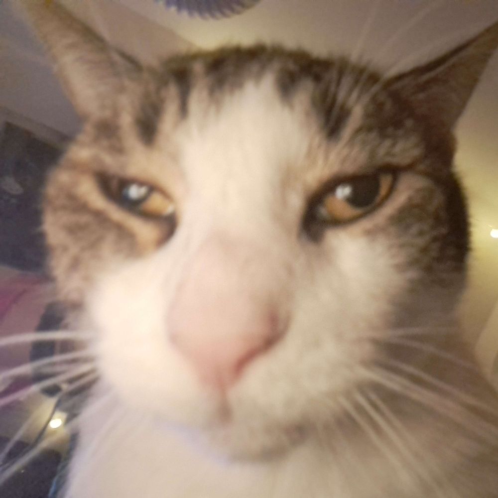 Carlii 💖 aka W33dCat