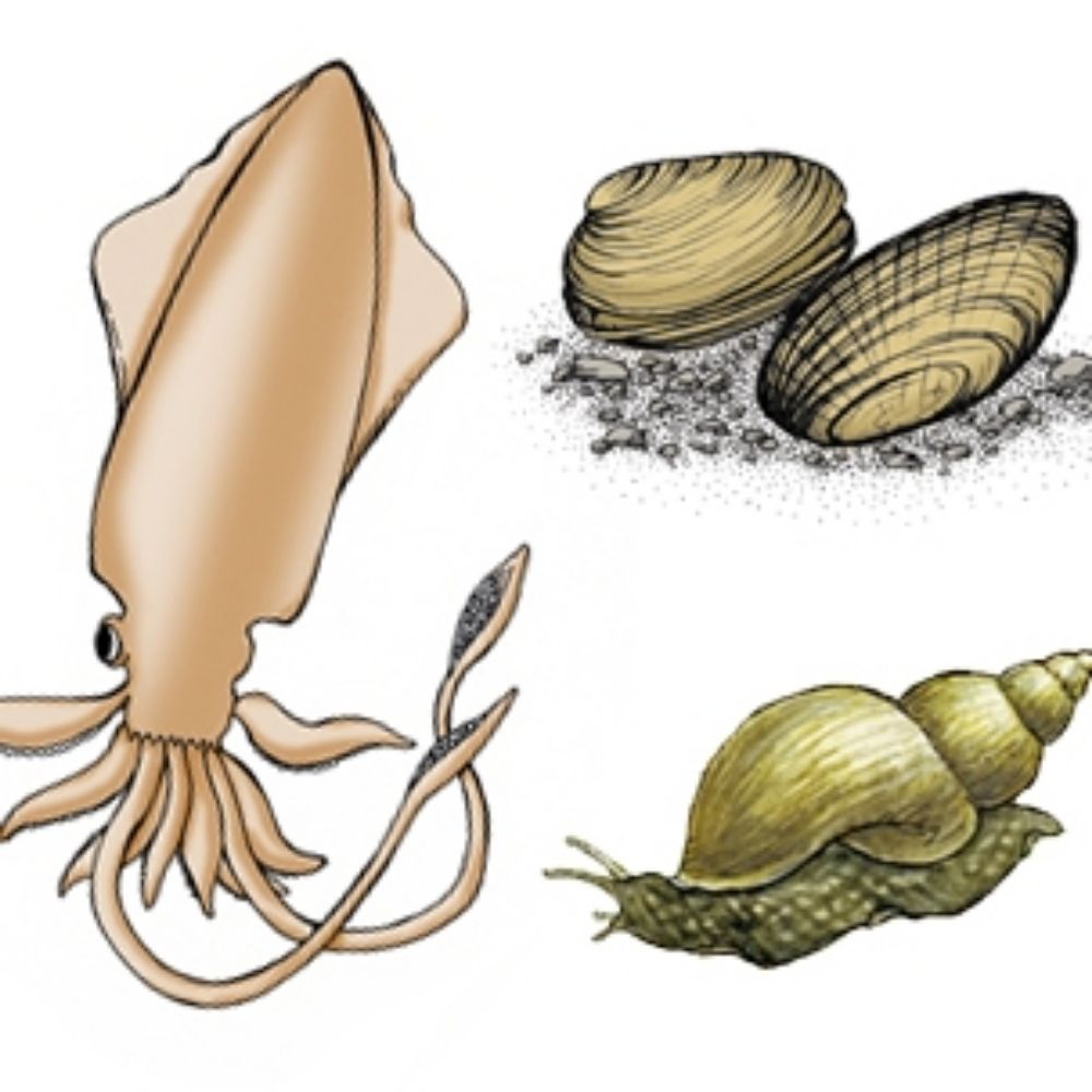 Narragansett Bay Mollusc Institute