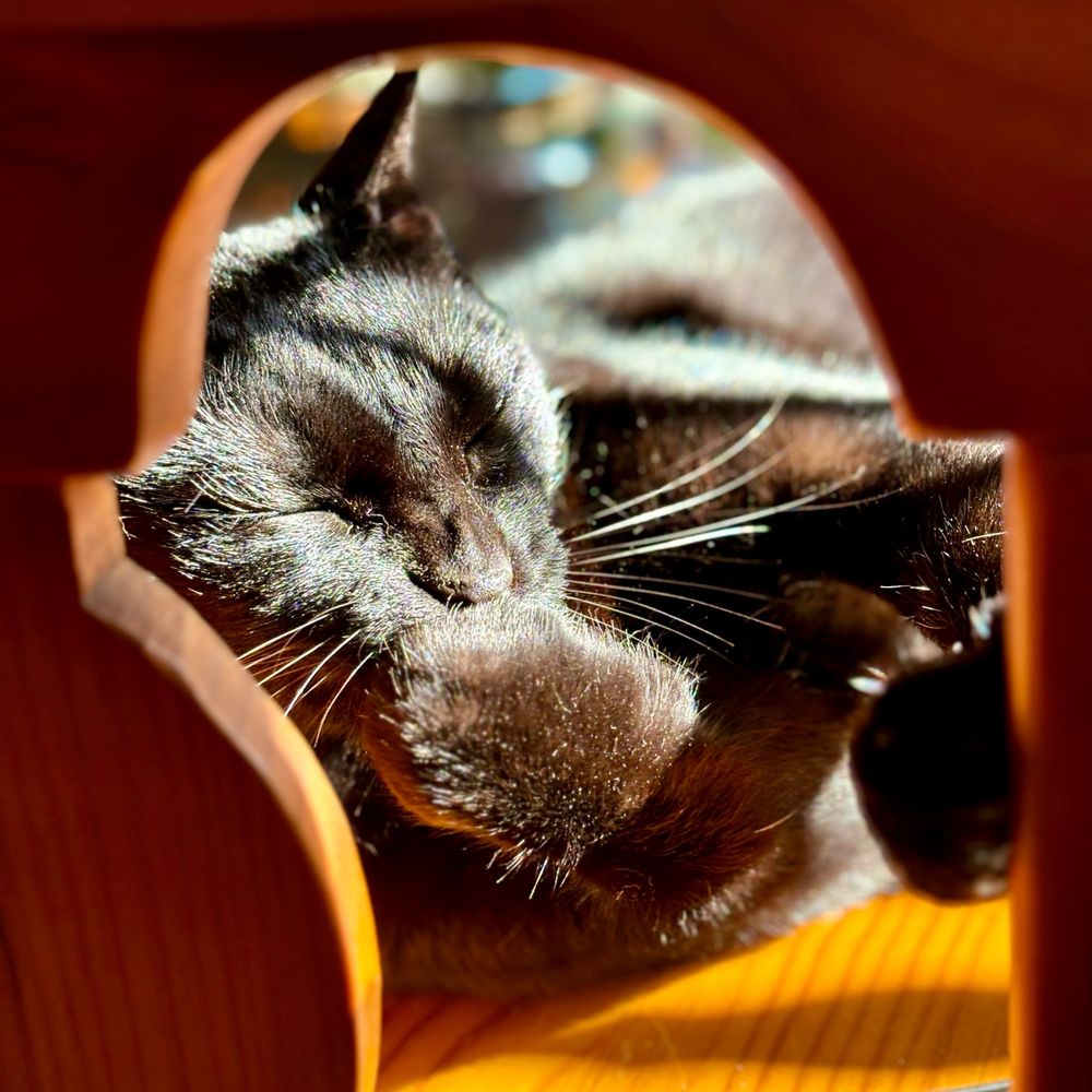 Lena · エレナ 🐱