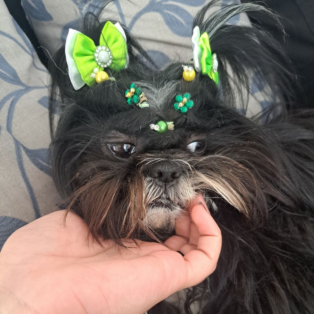 Mijo