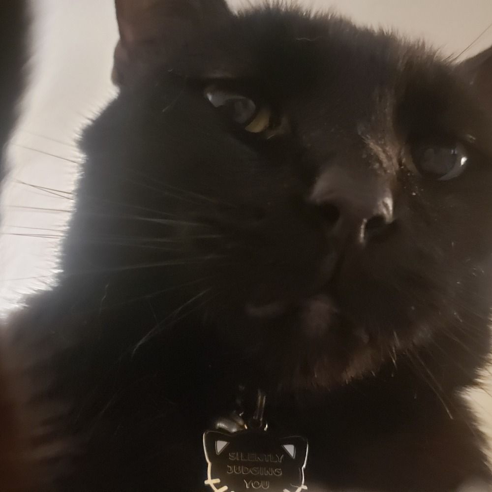 justavoidcat