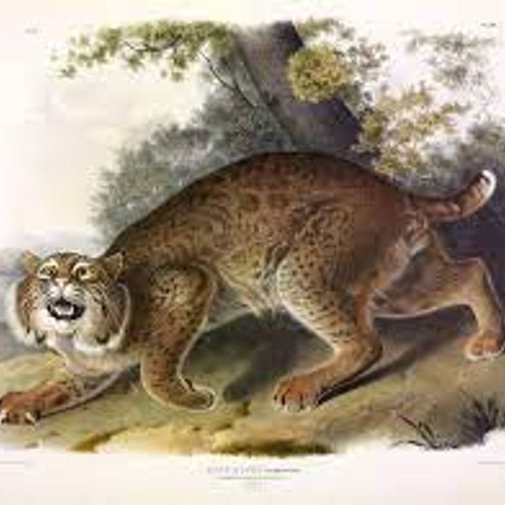 The Lynx
