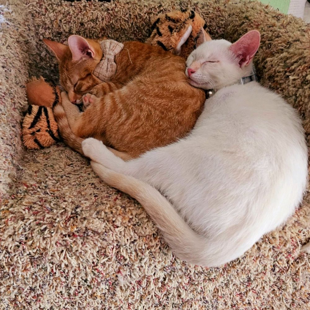 Sir Eggburt & Lady Pheebs