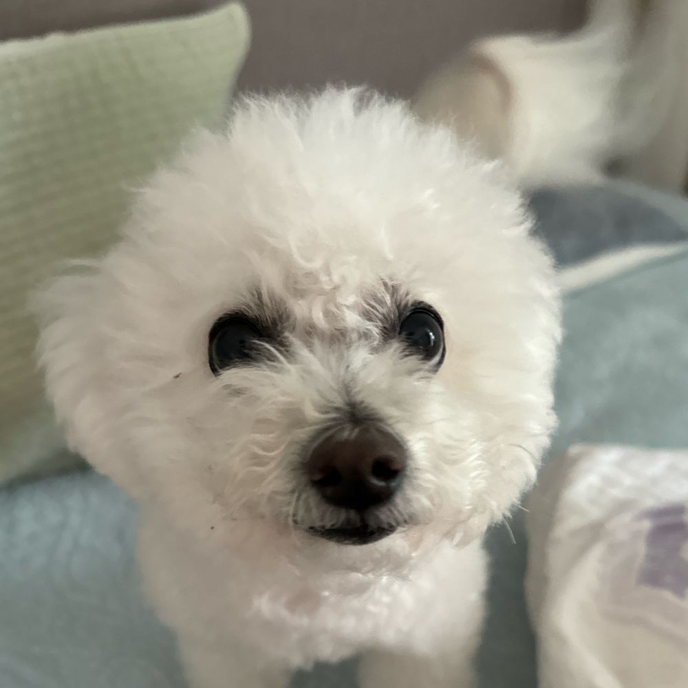 촘스키93