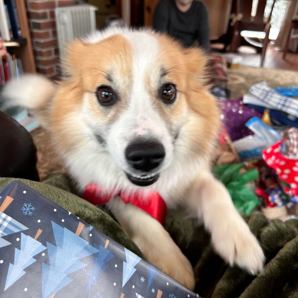 Riddick the Icelandic Sheepdog