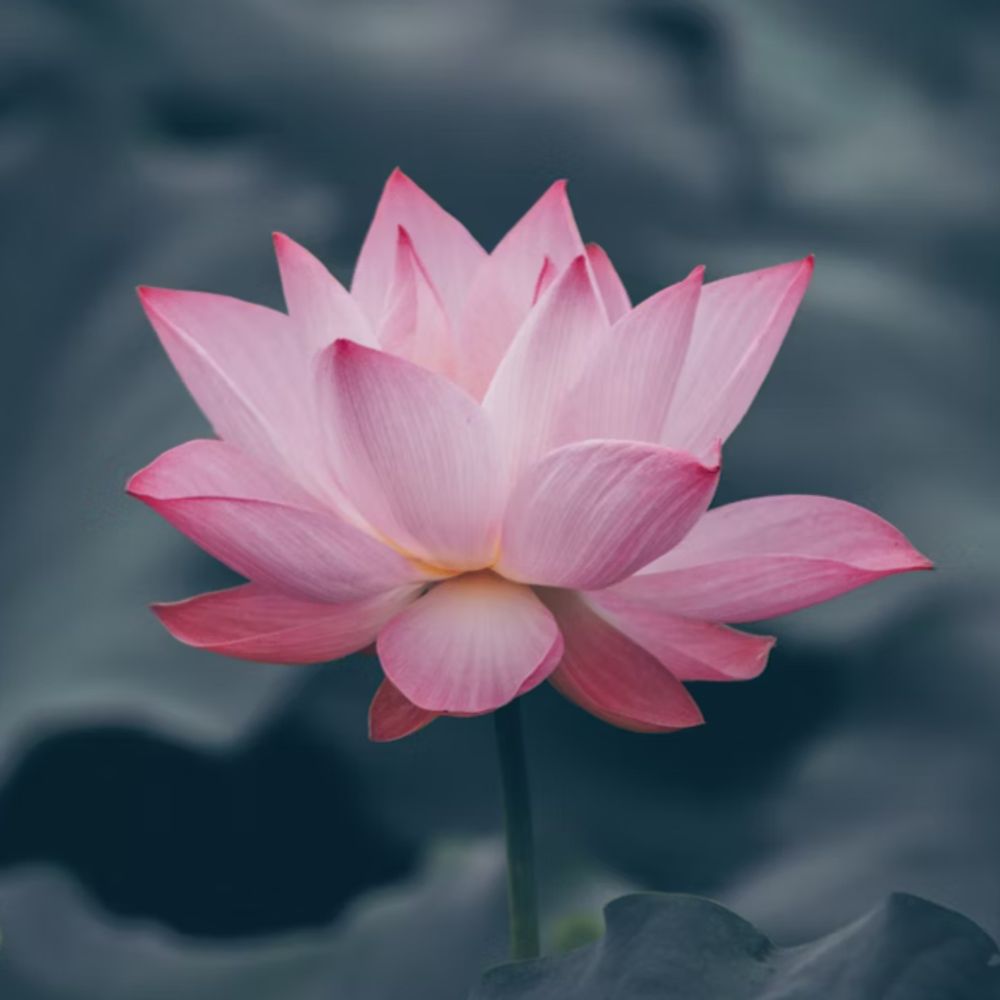 nurtured into a pond